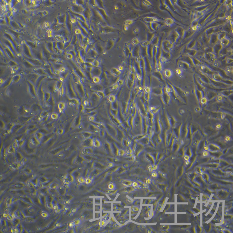 bEnd.3[BEND3]细胞（小鼠脑微血管内皮细胞）LM8C0598