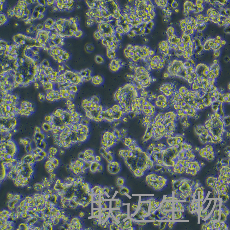 LS513细胞（结直肠癌细胞STR鉴定正确）LM8C0640