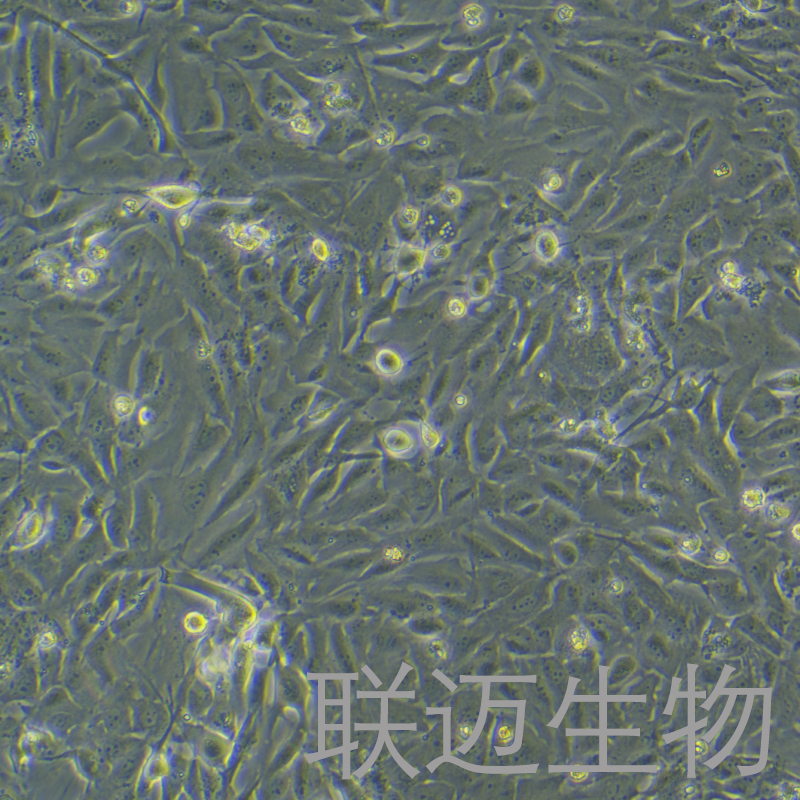 Calu-1细胞（肺癌细胞STR鉴定正确）LM8C0053