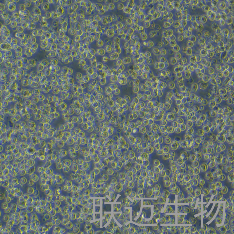 KU812细胞（外周血嗜碱性白血病细胞STR鉴定正确）LM8C0134