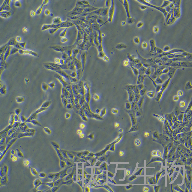 MCF10A细胞（正常乳腺上皮细胞STR鉴定正确）LM8C0525