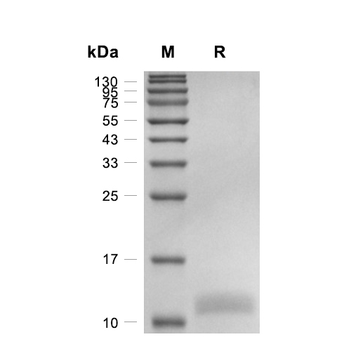 MIP-3 beta/CCL19蛋白, Mouse