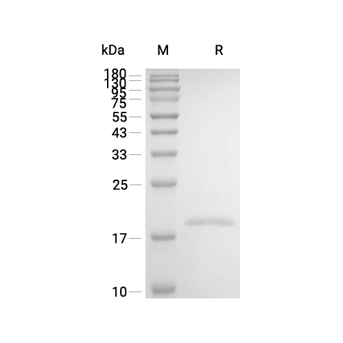 BAFF/TNFSF13B蛋白, Human (CHO)