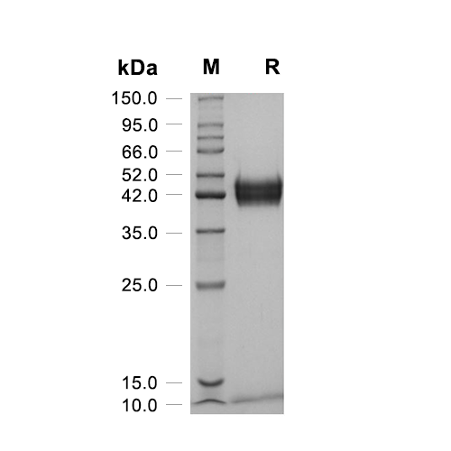 Neuroserpin蛋白, Human (CHO)