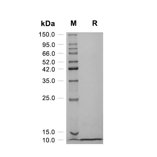 MIP-2/CXCL2蛋白, Mouse
