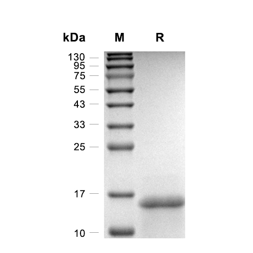 Lymphotactin/XCL1蛋白, Human