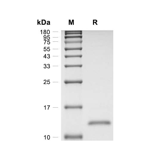 GM-CSF蛋白, Rhesus macaque