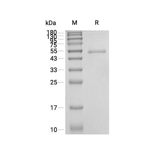HVEM/TNFRSF14蛋白, Human (sf9, Fc)