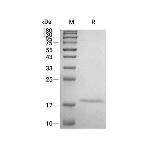IL-36 beta/IL-1F8蛋白, Human (153a.a)