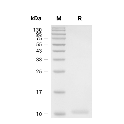 I-TAC/CXCL11蛋白, Mouse