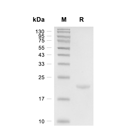 TL1A/TNFSF15蛋白, Human