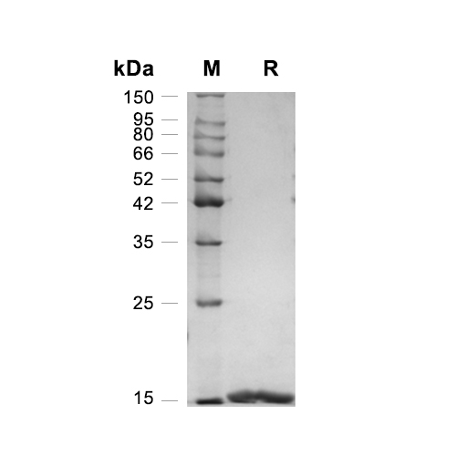 Galectin-1/LGALS1蛋白, Mouse