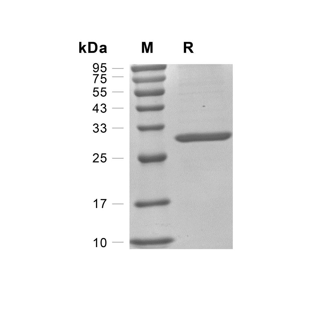 14-3-3 sigma蛋白, Mouse