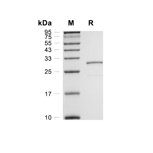 Enoyl-ACP Reductase蛋白, E. coli (His)