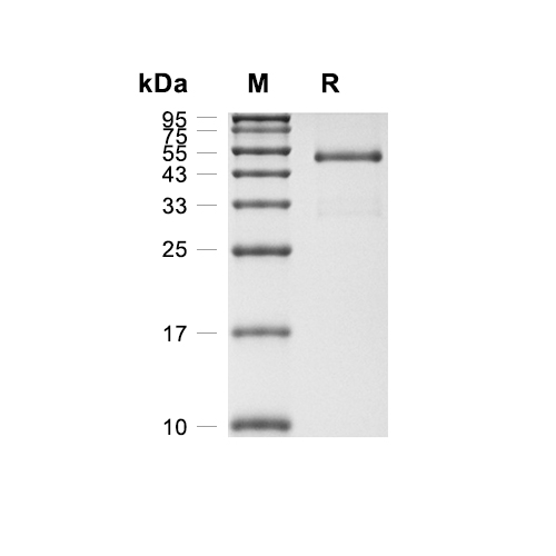 IL-25/IL-17E蛋白, Canine (HEK293, Fc)