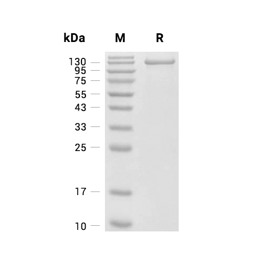 Endosialin/CD248蛋白, Human (HEK293, His)