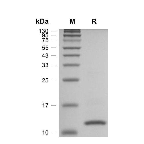 SAA1/Serum Amyloid A-1蛋白, Mouse