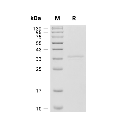 Pro-Caspase-3/Pro-CASP3蛋白, Human (277a.a, His)