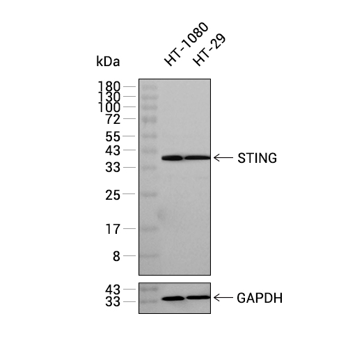 STING抗体