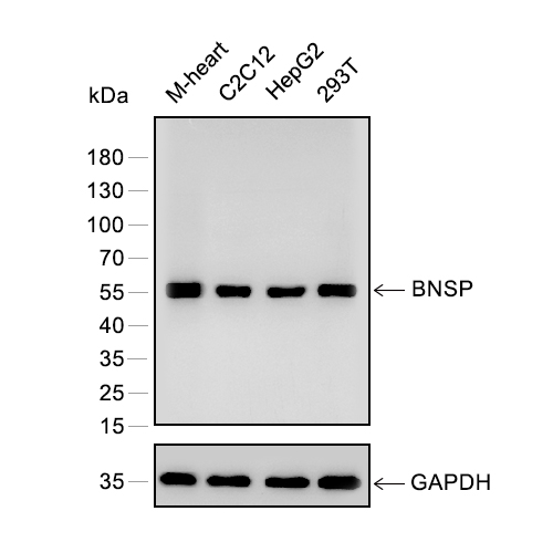 BNSP抗体