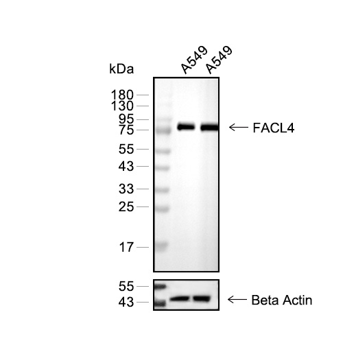 FACL4抗体 (YA851)