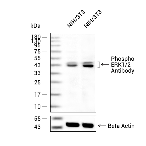 Phospho-ERK1/2 (Thr202/Tyr204)/(Thr185/Tyr187)抗体