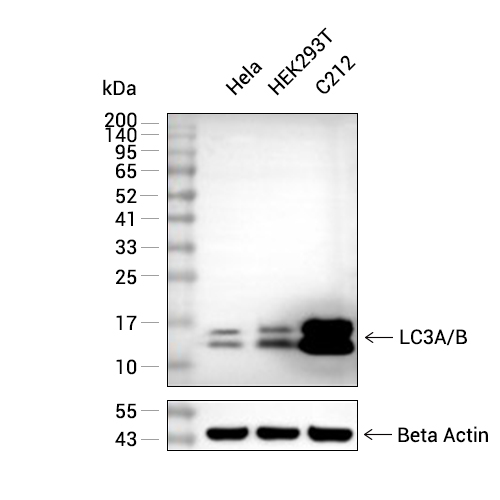 LC3A/B抗体