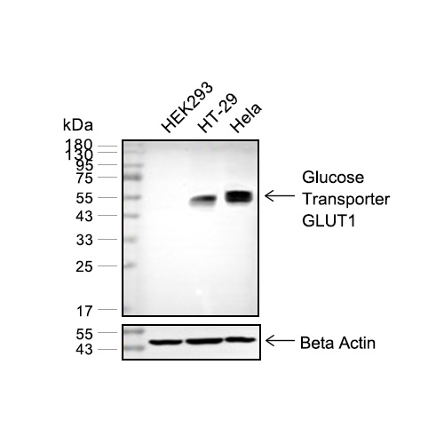 Glucose Transporter GLUT1抗体 (YA410)
