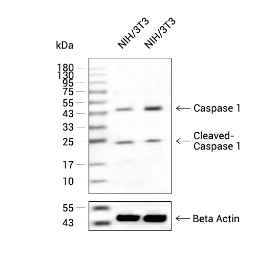 Cleaved-Caspase-1抗体