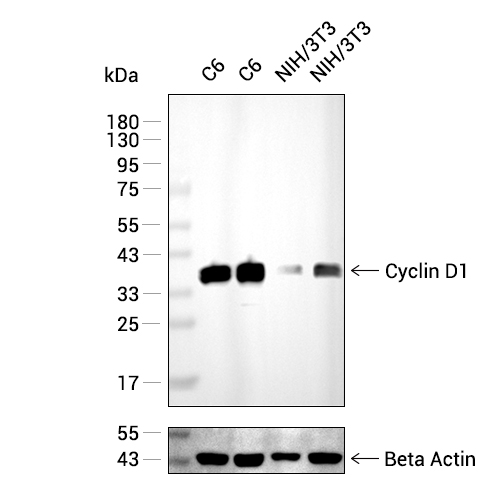 Cyclin D1/CCND1抗体 (YA485)