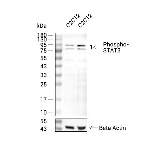 Phospho-STAT3 (Tyr705)抗体 (YA146)