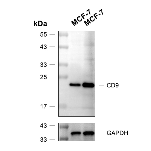 CD9抗体