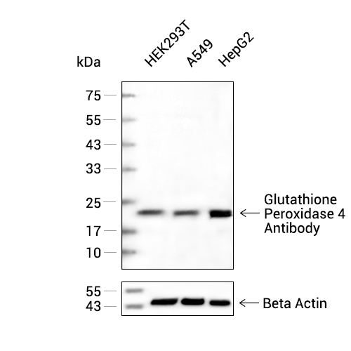 GPX4抗体