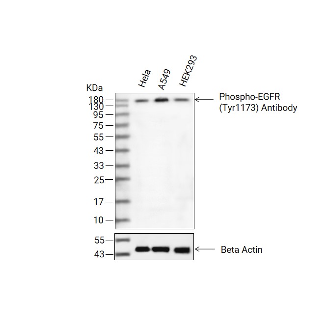 Phospho-EGFR (Tyr1173)抗体 (YA205)