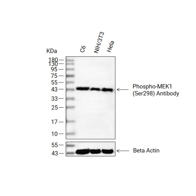 Phospho-MEK1 (Ser298)抗体 (YA178)