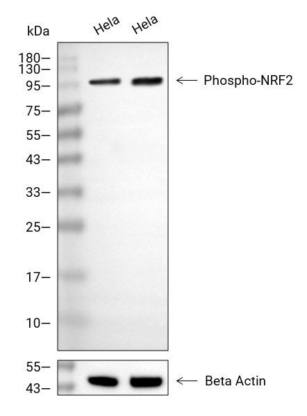 Phospho-Nrf2 (Ser40)抗体 (YA169)