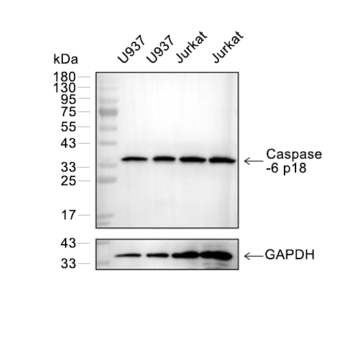 Caspase-6 p18抗体 (YA555)