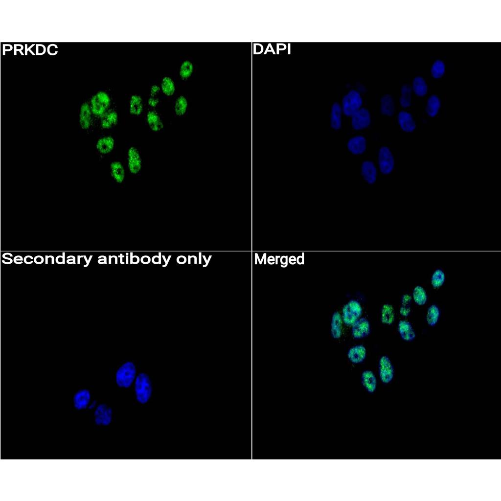 DNA PKcs抗体 (YA782)