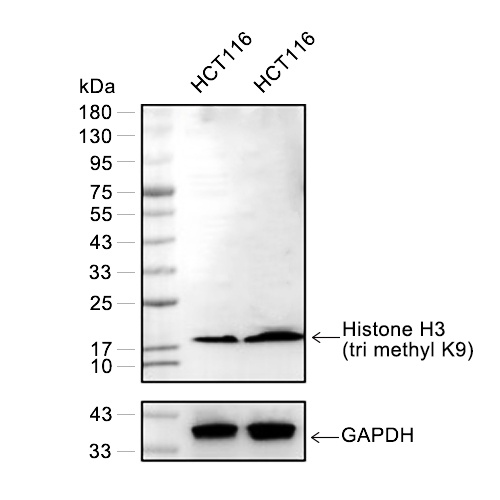 Histone H3 (tri methyl K9)抗体 (YA734)