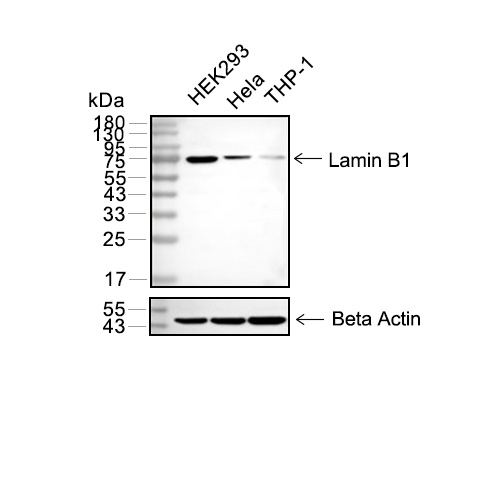 Lamin B1抗体 (YA313)