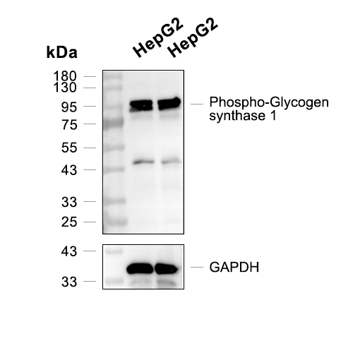Phospho-Glycogen synthase 1/GYS1 (S641)抗体 (YA195)