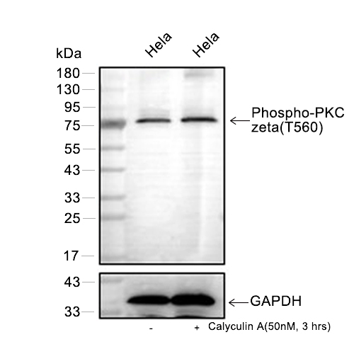 Phospho-PKC zeta (Thr560)抗体 (YA162)