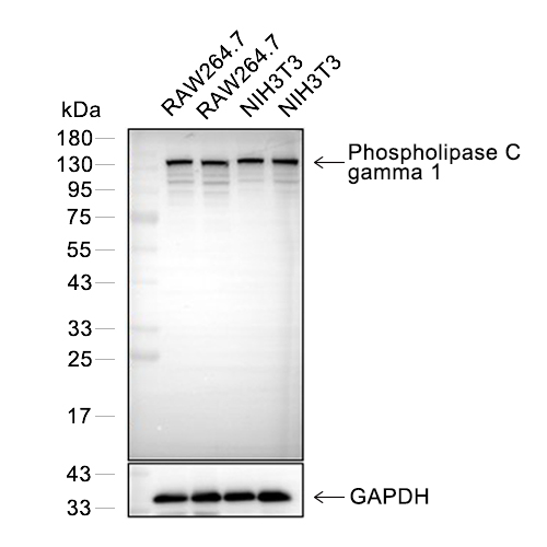 Phospholipase C gamma 1抗体 (YA179)
