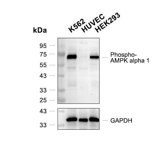 Phospho-AMPK alpha 1 (Ser496)抗体 (YA226)