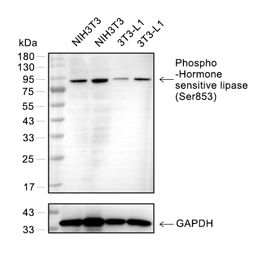 Phospho-Hormone sensitive lipase (Ser853)抗体 (YA189)
