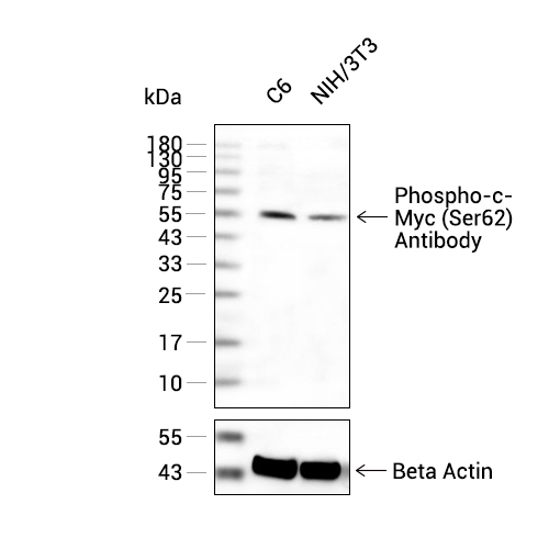 Phospho-c-Myc(Ser62)抗体 (YA211)