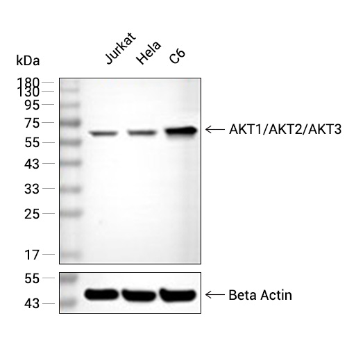 AKT1+AKT2+AKT3抗体 (YA635)