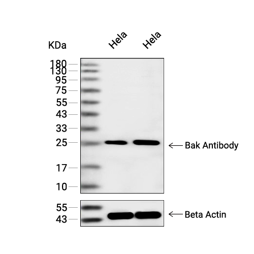 Bak抗体