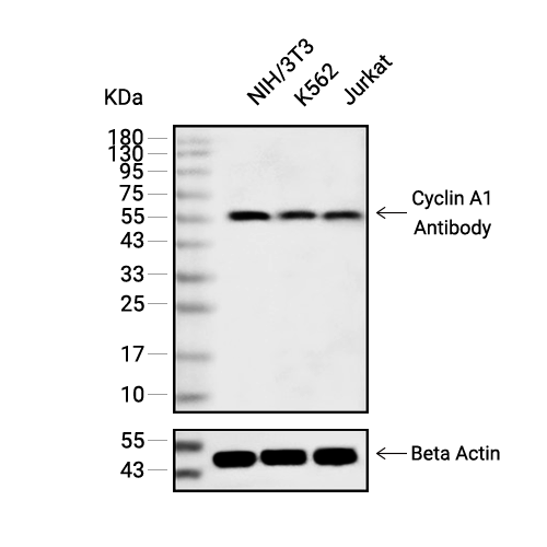 Cyclin A1抗体