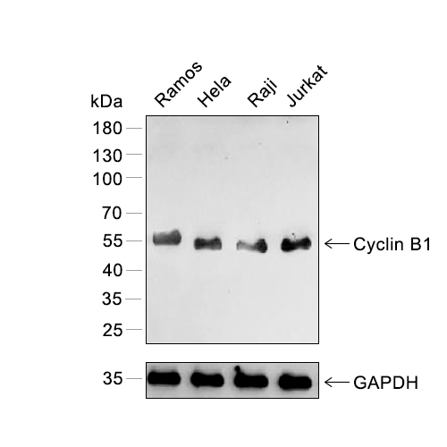 Cyclin B1抗体